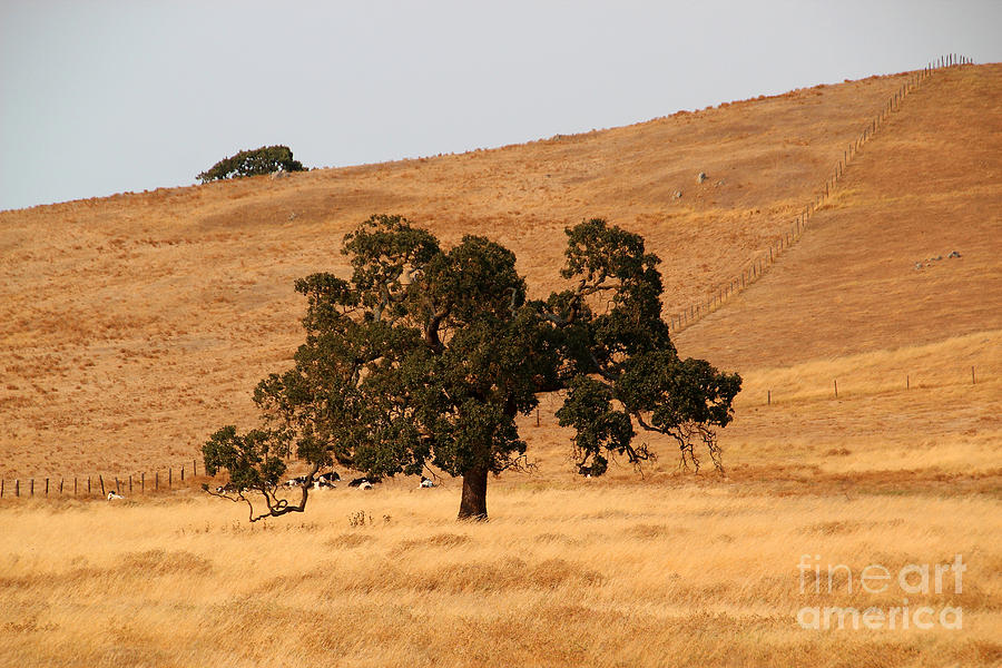 Stoic Oak Tree with the California Golden Landscape in the summer Photograph by Wernher Krutein