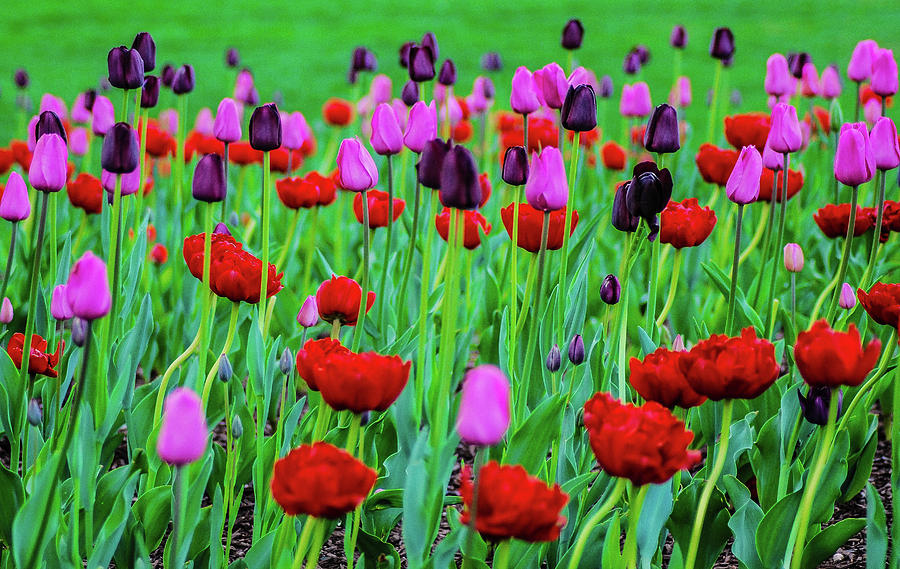 Stoic Tulips Photograph by Dirk Fecho - Fine Art America