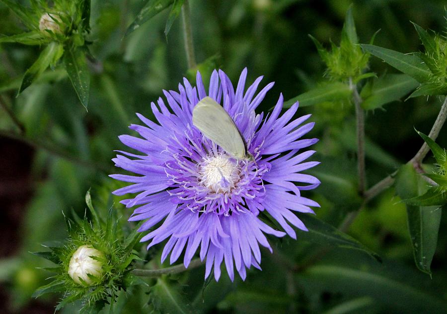 Stokes Aster With White Butterfly Photograph by Cynthia Guinn