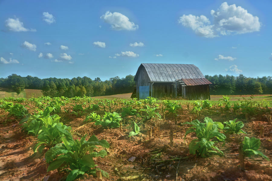 Stokes County Tobacco Field Photograph by Ben Prepelka