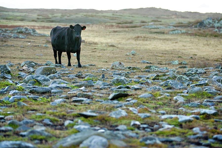 Stokes Cow Photograph by Sean Davey