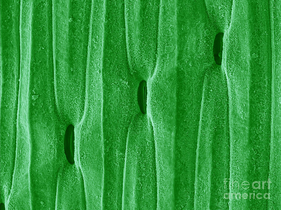 Stomata In A Green Onion Leaf, Sem Photograph by Scimat