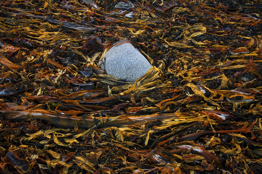 Stone And Kelp Photograph by Irwin Barrett