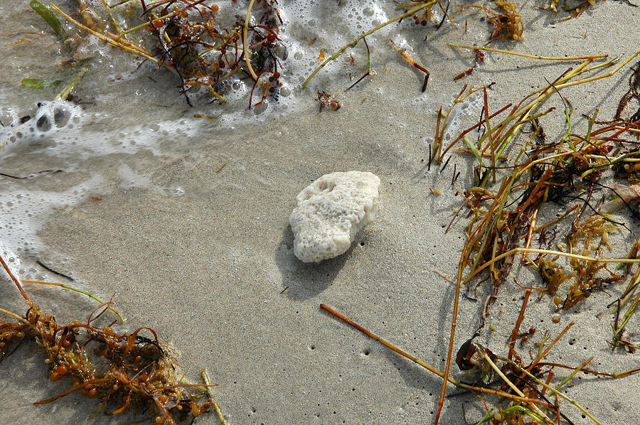 Stone at the Shore - South Beach Photograph by Frank Mari