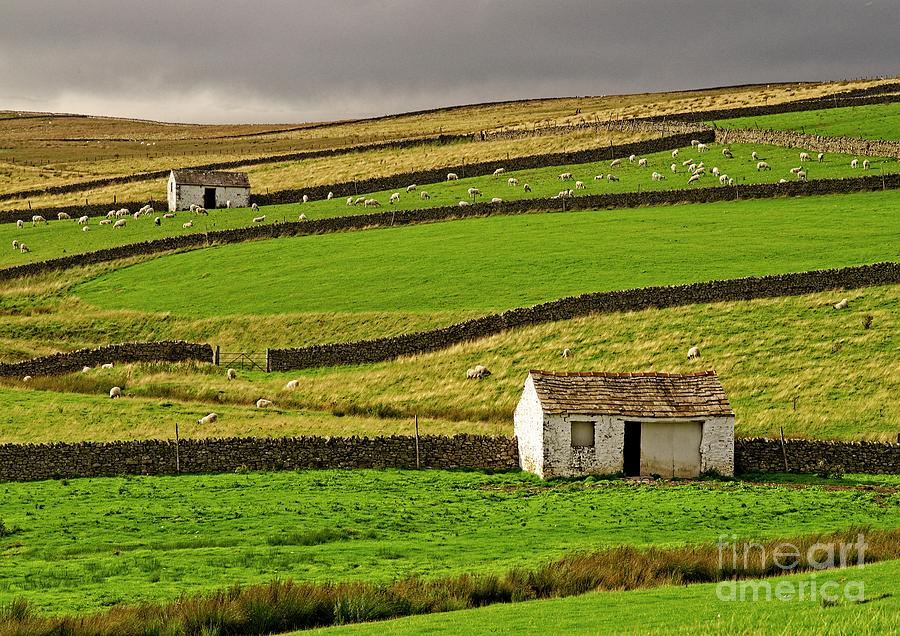 Stone Barns in the Teesdale Landscape Photograph by Martyn Arnold
