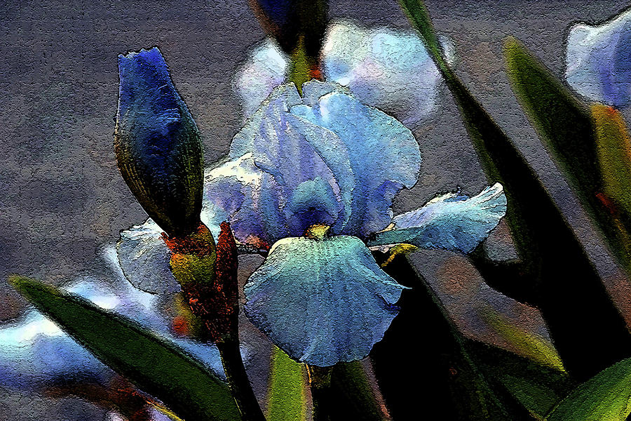 Stone Digital Painting French Blue Bearded Iris 0022 DP_2 Photograph by Steven Ward