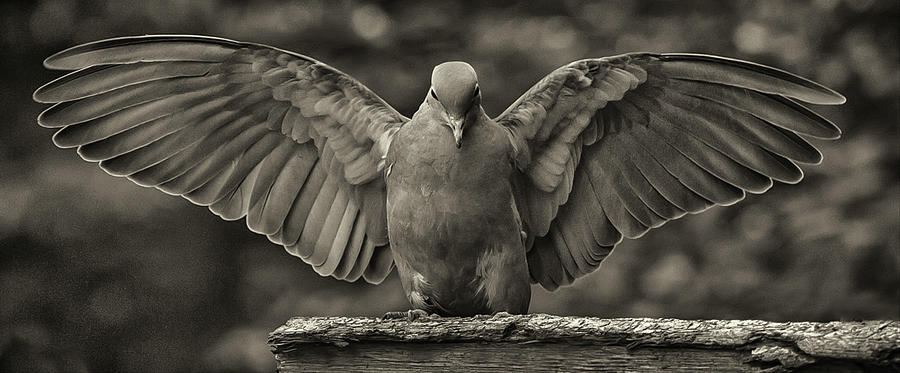 Stone Dove Landing Photograph by Jim Moore