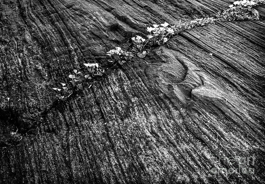 Stone Fissure Photograph by James Aiken