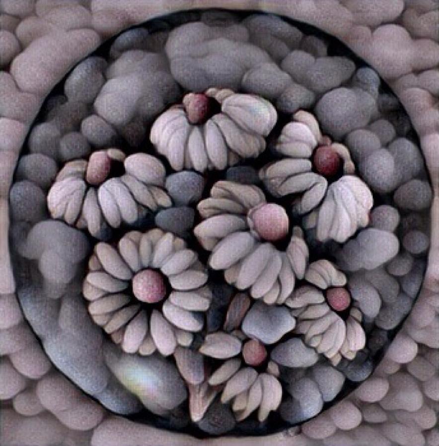 Stone flowers Digital Art by Megan Walsh