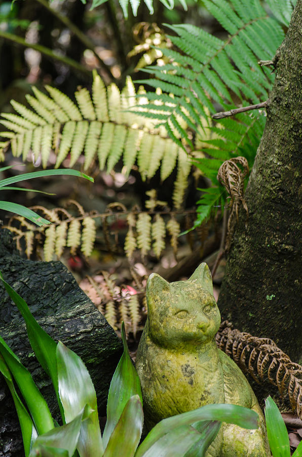 Nature Photograph - Stone Kitty Among the Ferns by Stephanie Maatta Smith