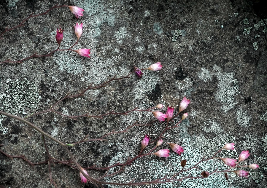 Still Life Photograph - Stone Lichen and Flower by James Aiken