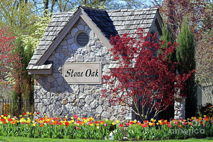Stone Oak Tulips 0512  Photograph by Jack Schultz