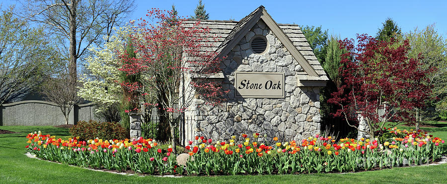 Stone Oak Tulips 0611  Photograph by Jack Schultz