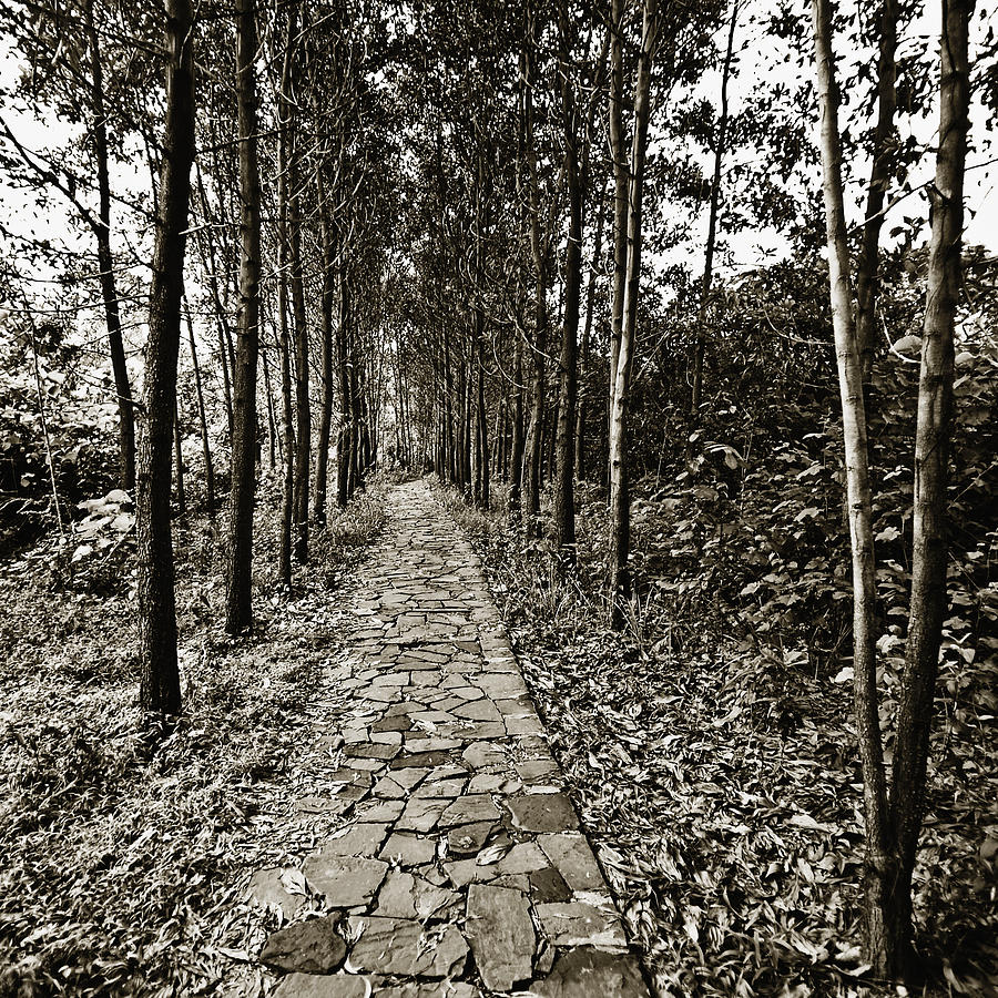 Stone Path Lined By Trees in My Son, Vietnam Photograph by Skip Nall