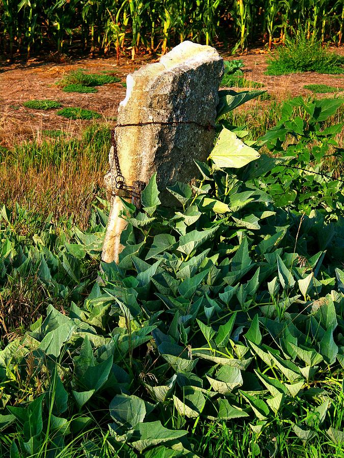 Lime Photograph - Stone Post and Gourd Vine by Lynne and Don Wright