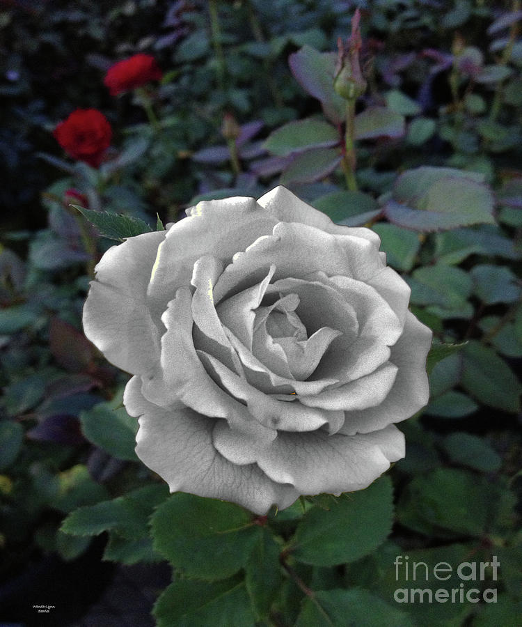 Stone Rose Photograph by Wanda-Lynn Searles