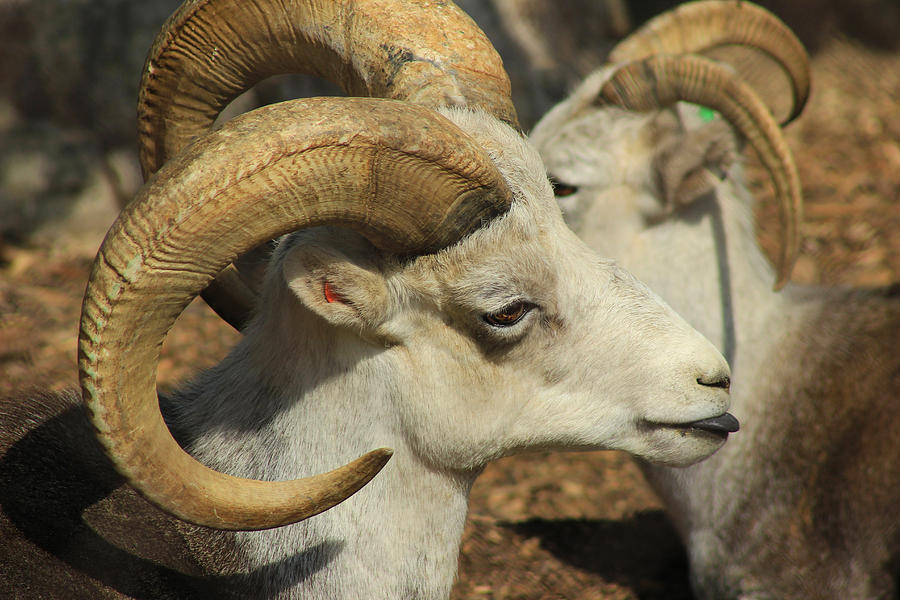 Stone Sheep Photograph by Robert Hamm - Fine Art America