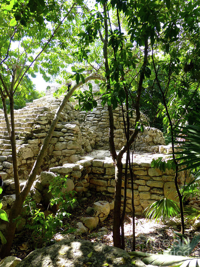Jungle Photograph - Stone Steps in the Jungle by Francesca Mackenney