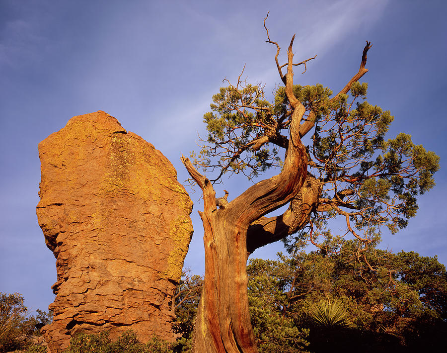 Stone Thumb - Cypress Photograph by Tom Daniel