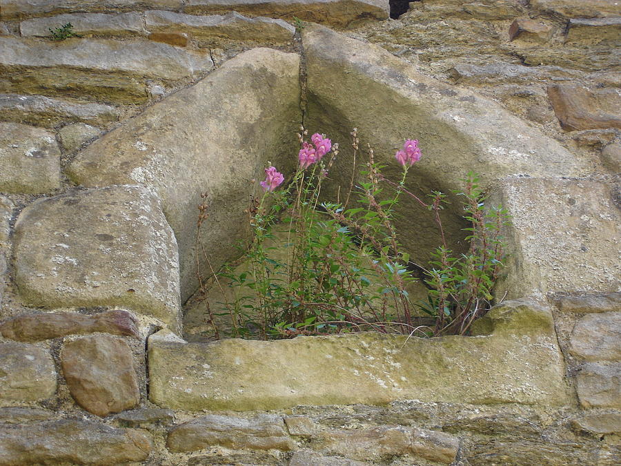 Stone wall determination Photograph by Susan Baker