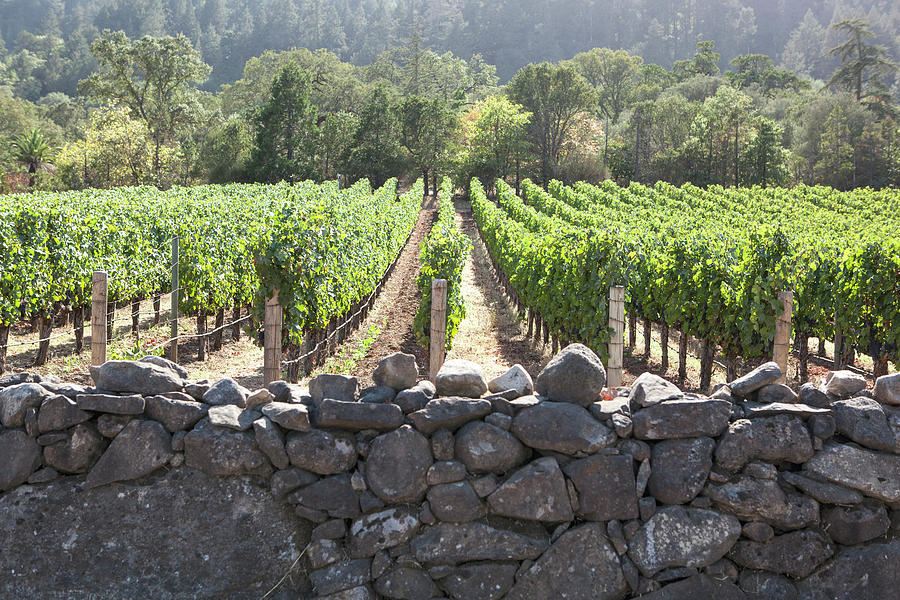 Wine Country Photograph - Stone Wall by Hans Mauli