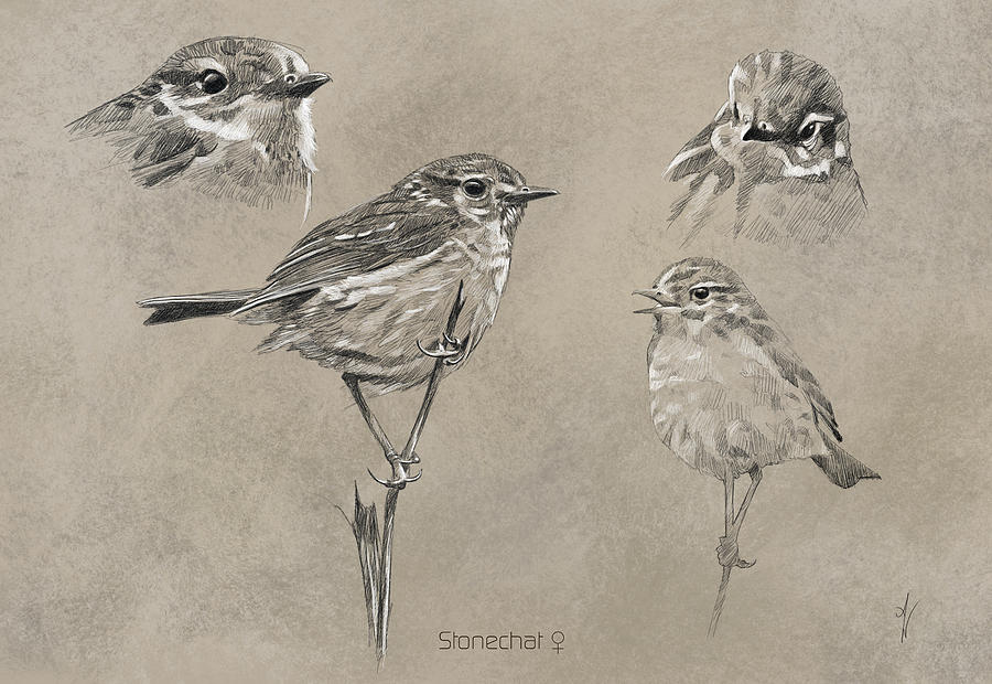 Bird Painting - Stonechat by Arie Van der Wijst