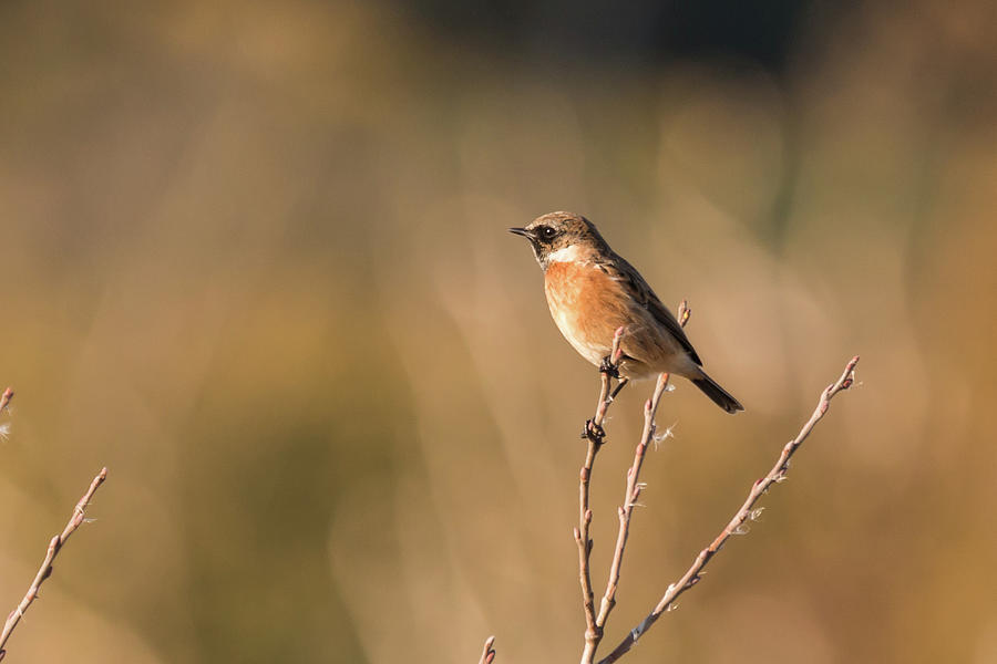 Stonechat Photograph by Wendy Cooper