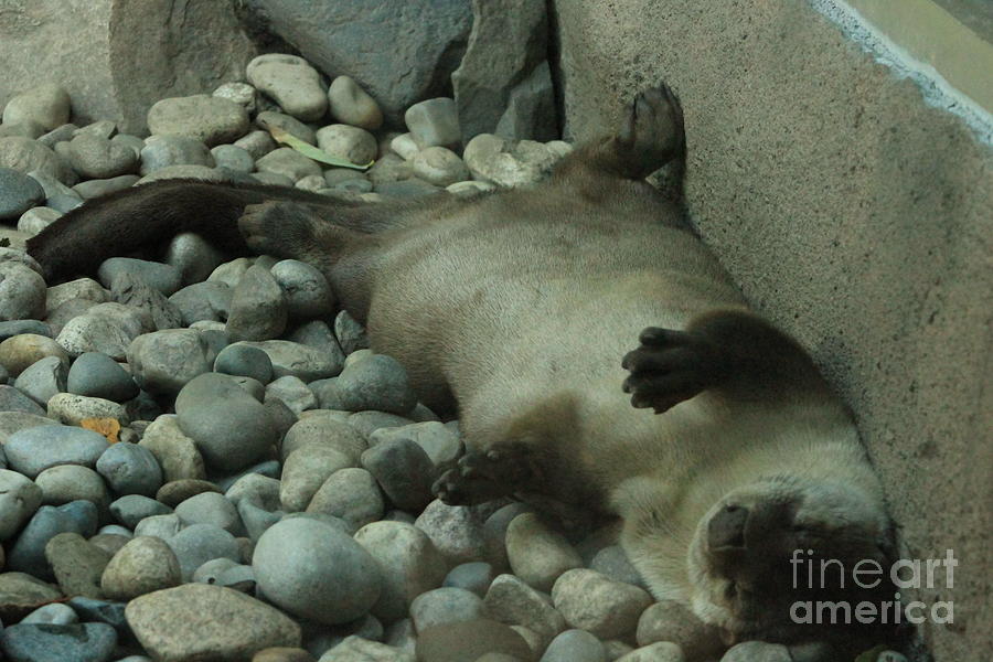 Otter Photograph - Stoned by Shirley Sullivan