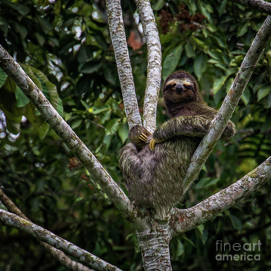Stoned Sloth Photograph by Doug Sturgess