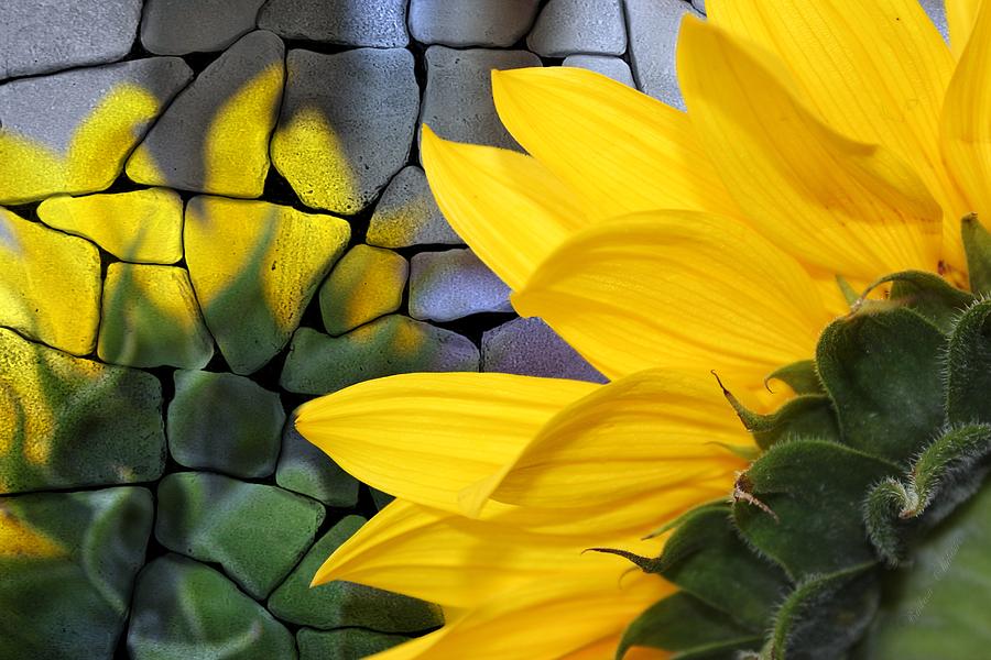 Stoned Sunflower Painting by Barbara Chichester