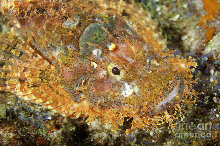Stonefish Photograph by Anthony Totah