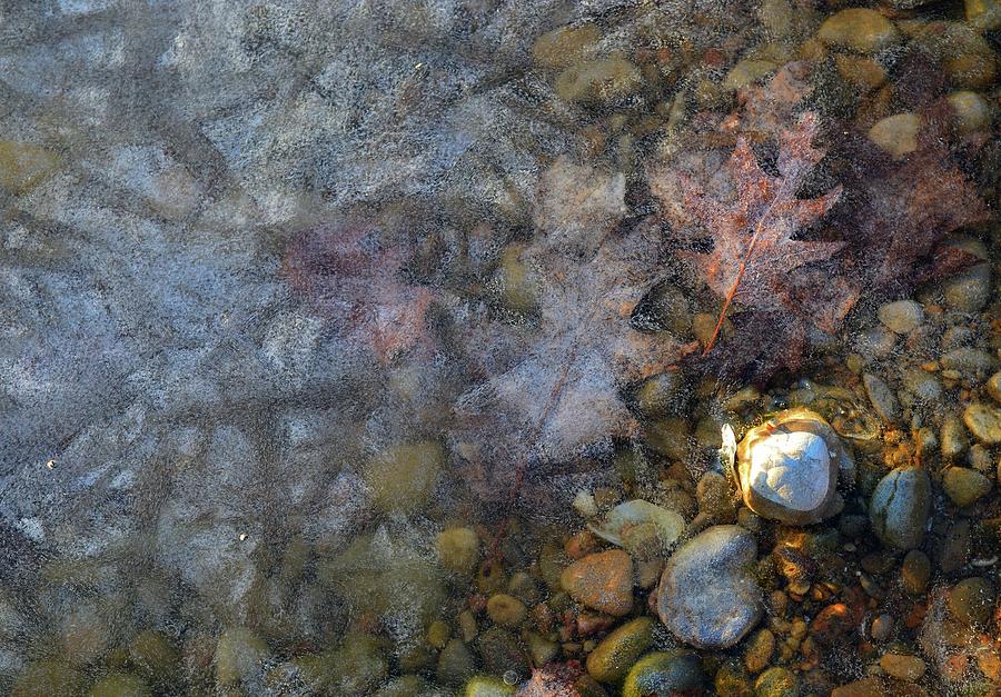 Stones And Leaves Under Ice  Photograph by Lyle Crump