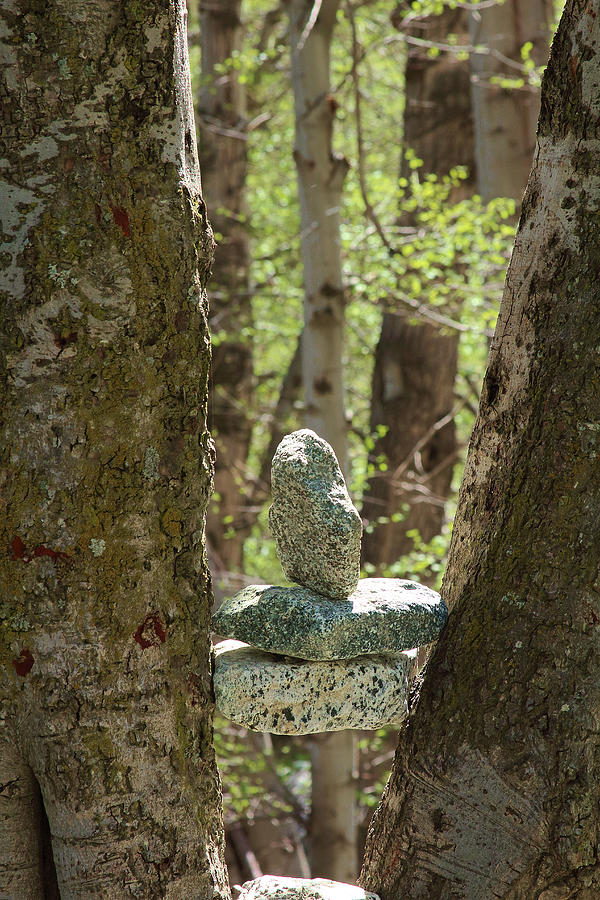 Stones Stuck between Trees Photograph by Viktor Savchenko