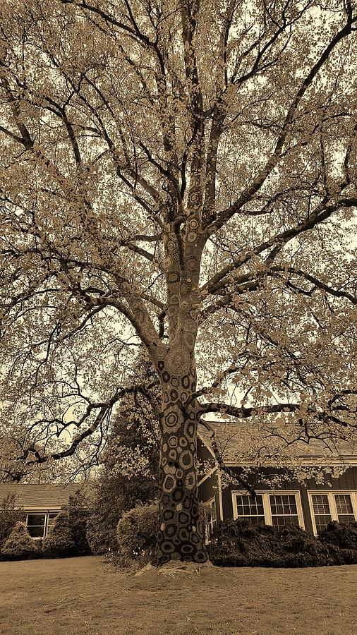 Stony Brook Crochet Tree Sepia Photograph by Rob Hans