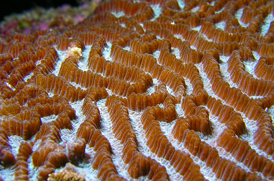Stony Coral Photograph by Joerg Lingnau