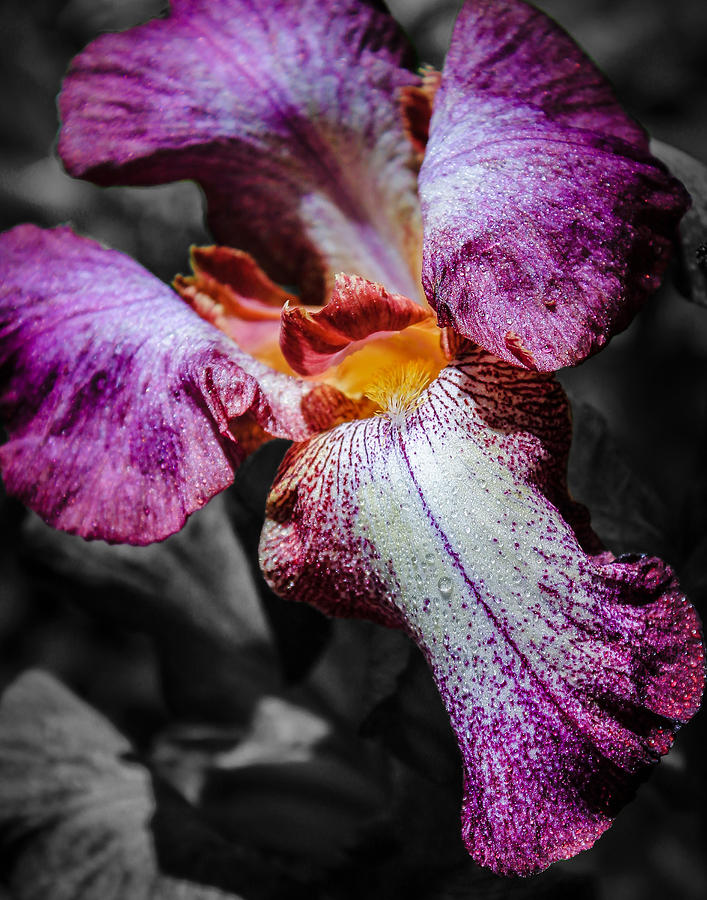 Iris Digital Art - Stop and Admire The Irises by Mike  Herron