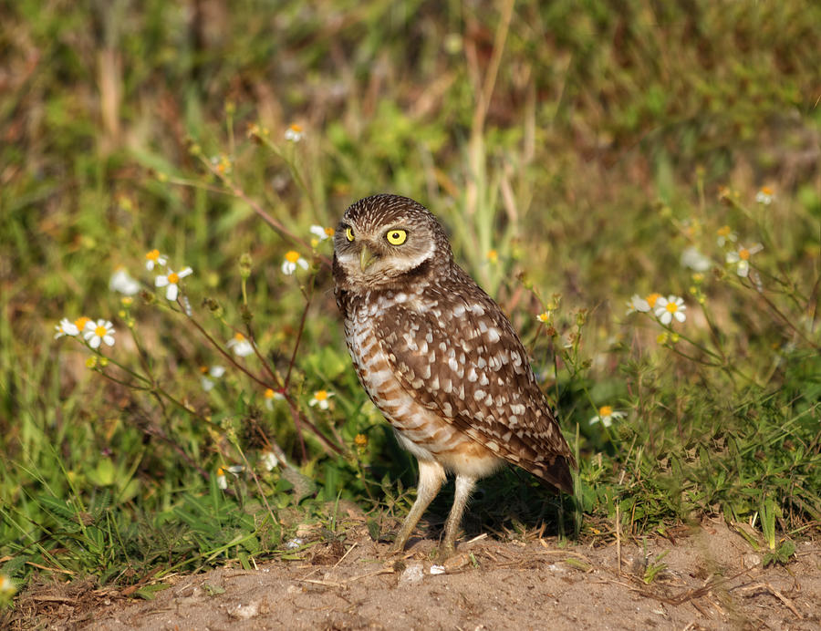Owl Photograph - Stop And Smell The Flowers by Kim Hojnacki