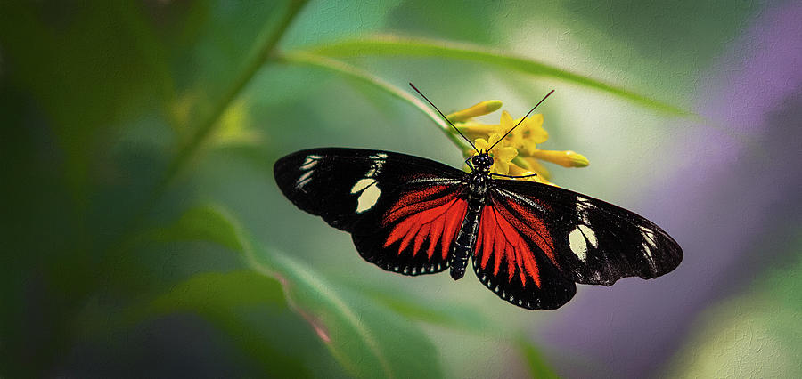 Butterfly, Stop and Smell the Flowers Photograph by Cindy Lark Hartman