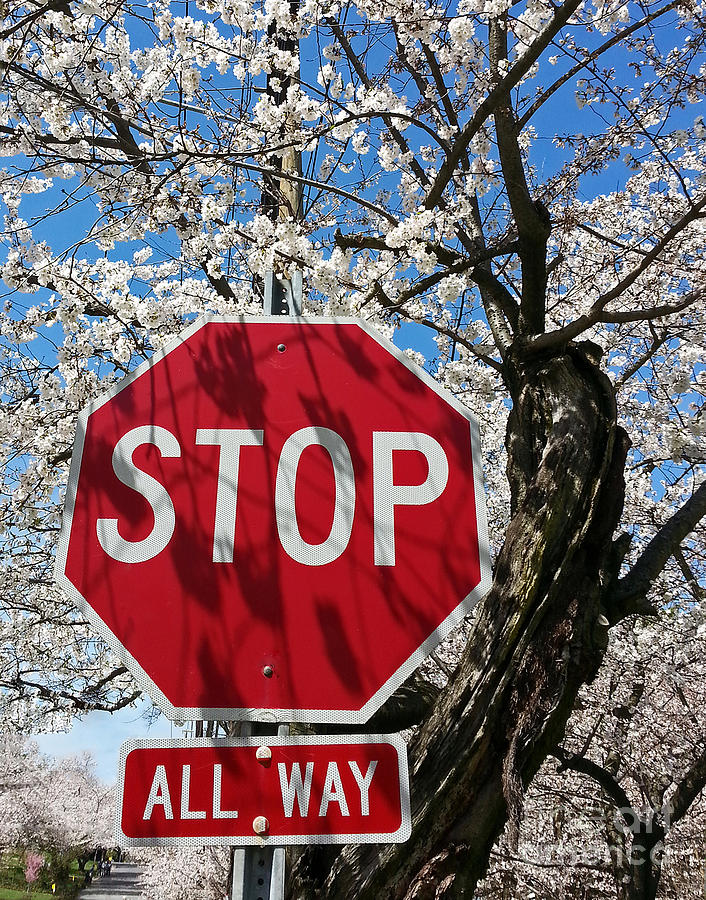 Stop - Cherry Blossoms Ahead Photograph by Emmy Vickers
