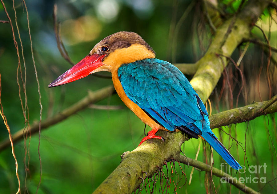 Stork-billed kingfisher Photograph by Louise Heusinkveld