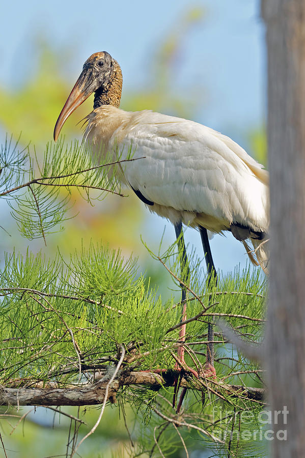 Stork in a Tree Photograph by Natural Focal Point Photography