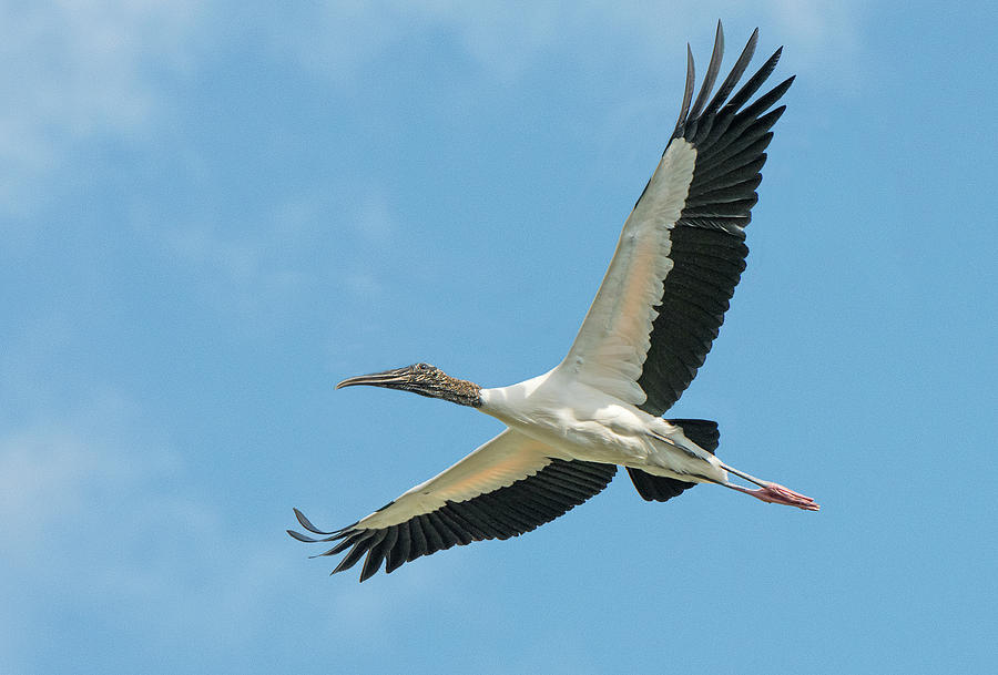 Stork in Flight Photograph by Gordon Ripley