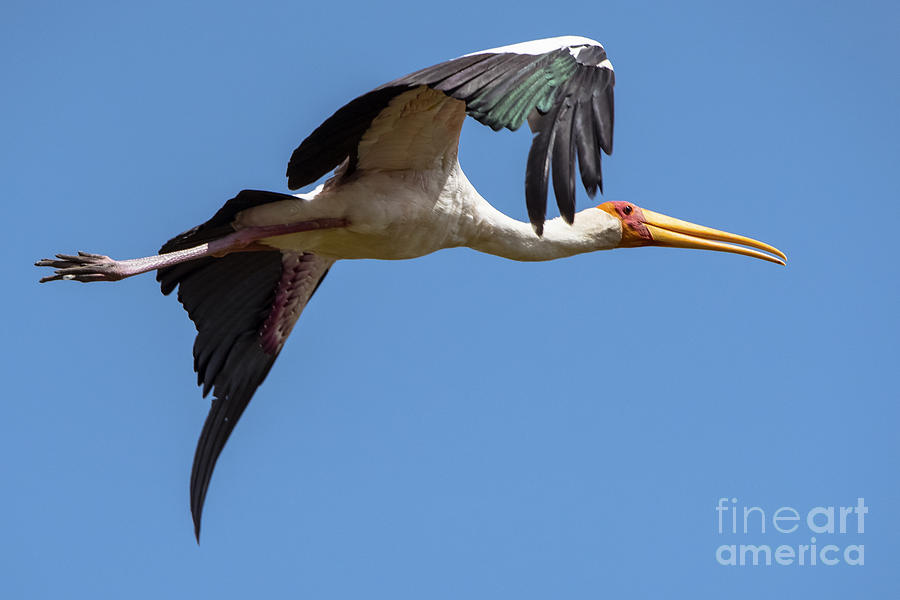 Stork in Flight Photograph by Pravine Chester
