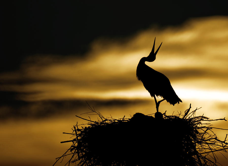 Stork Photograph - Stork in sunset by Dean Bertoncelj