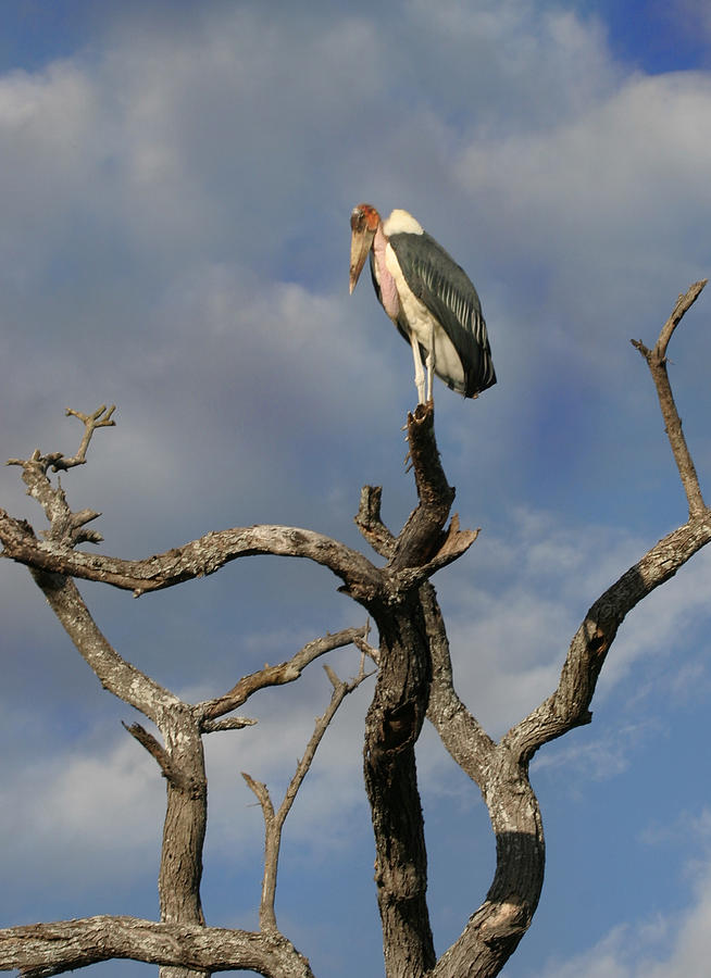 African Stork Photograph - Stork  by Joseph G Holland