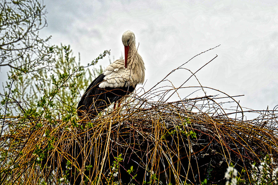 Stork Nest Photograph by Richard Gehlbach