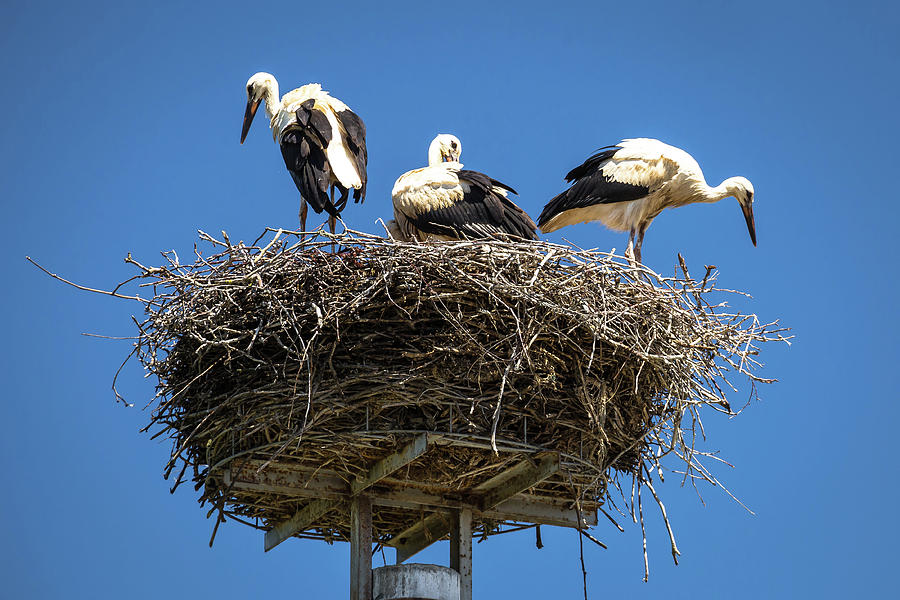 Stork nest with blue sky background Photograph by Brch Photography