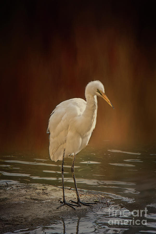 Egret on a Rock Photograph by Elaine Teague