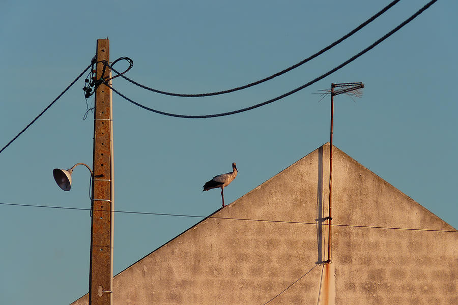 Stork on a Roof Photograph by Menega Sabidussi