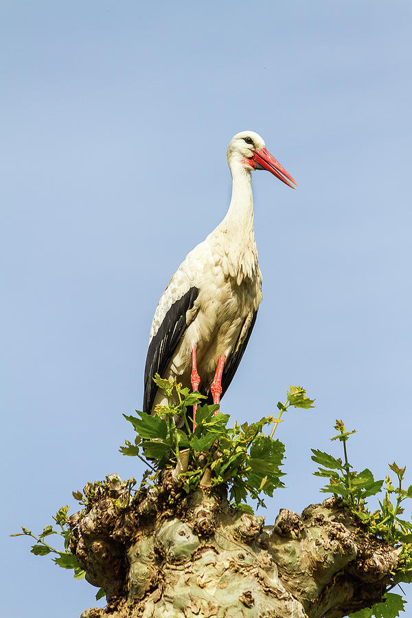 Stork on a tree Photograph by Paul MAURICE